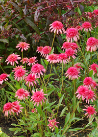 Echinacea 'Secret Passion'